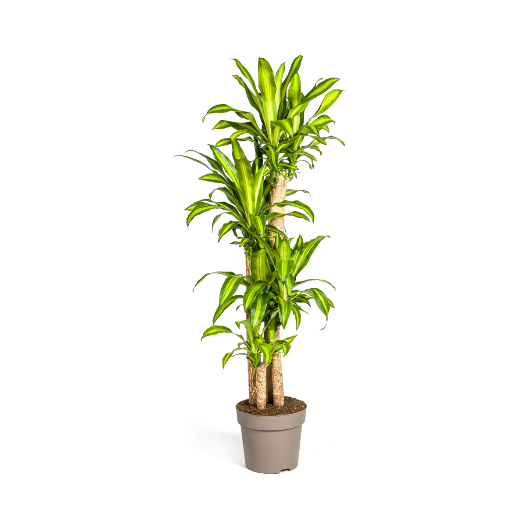 Dracaena Fragrans
