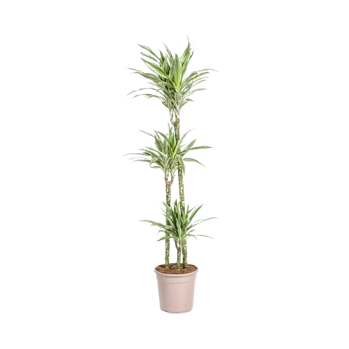 Dracaena Deremensis Start 2