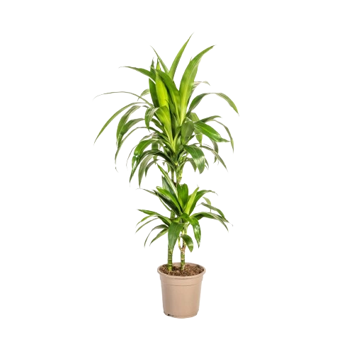 Dracaena Deremensis Start 3