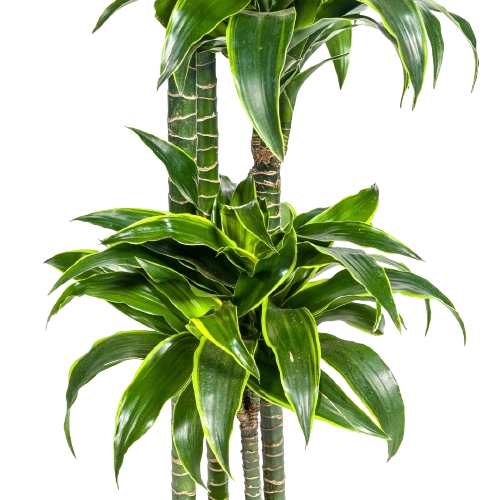 Dracaena Deremensis Start 4
