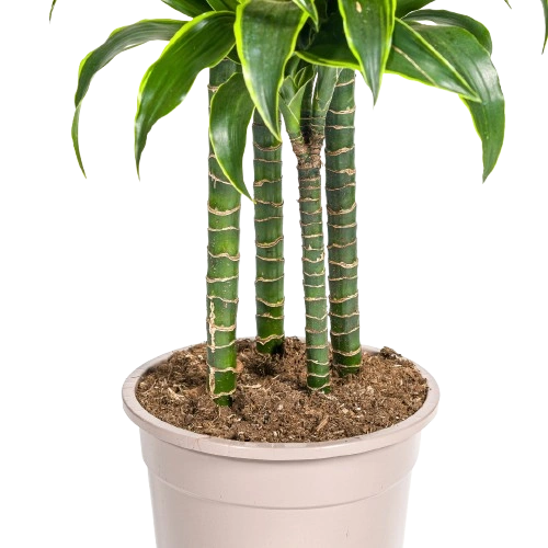 Dracaena Deremensis Start 5
