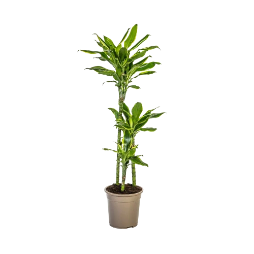 Dracaena Fragrans Startseite 1