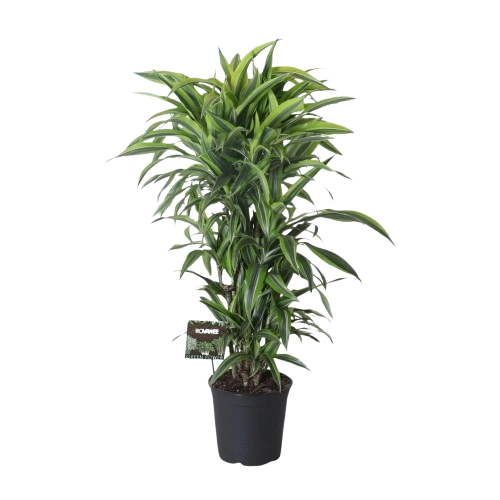 Dracaena Fragrans Startseite 2