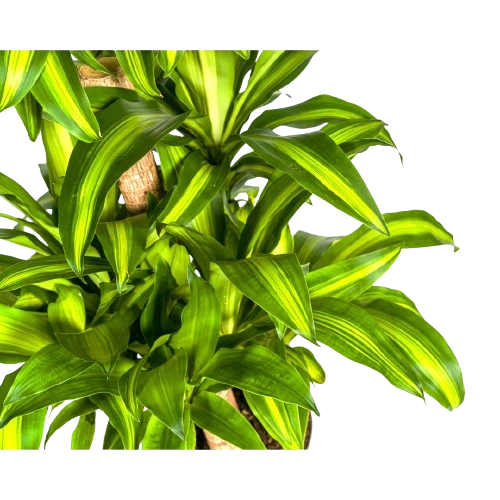 Dracaena Fragrans Startseite 4