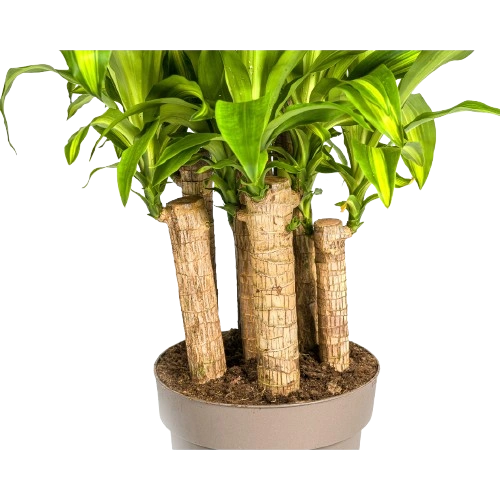 Dracaena Fragrans Startseite 5