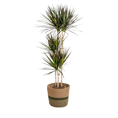 Dracaena Marginata 1