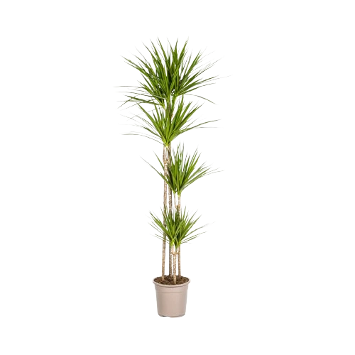 Dracaena Marginata 2