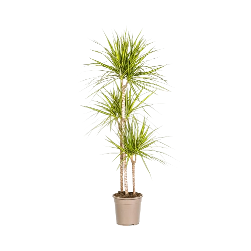 Dracaena Marginata 3