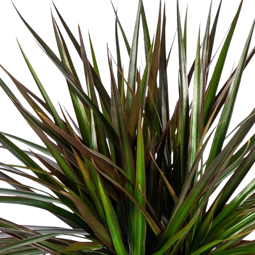 Dracaena Marginata 4