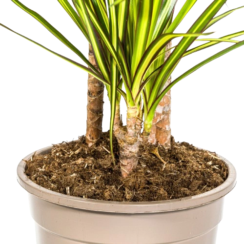 Dracaena Marginata 5