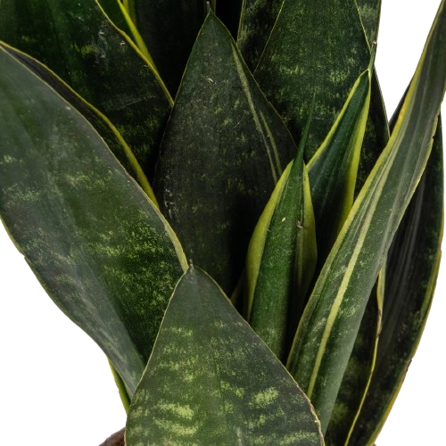 Dracaena Trifasciata Futura Black von Näher