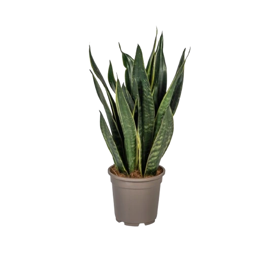 Dracaena Trifasciata Futura Black
