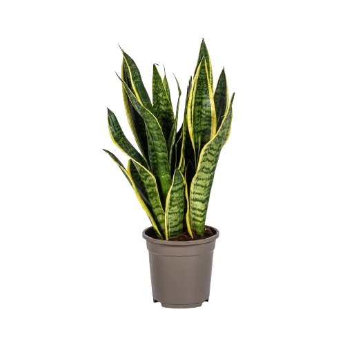 Dracaena Trifasciata Futura Superba