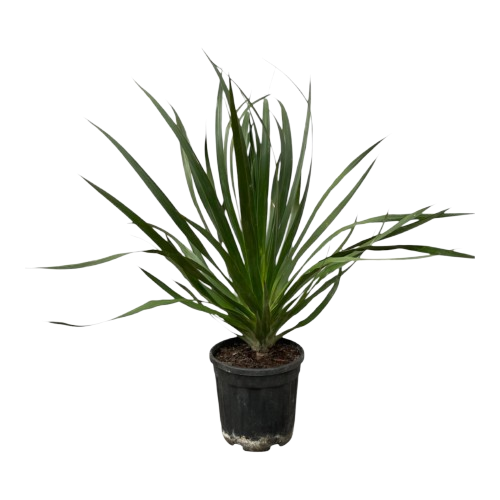 Dracaena draco 1