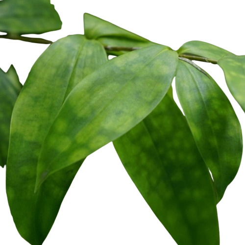 Dracaena surculosa von Nah