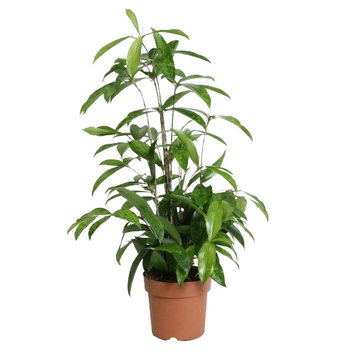 Drachenbaum (Dracaena) Surculosa Groß