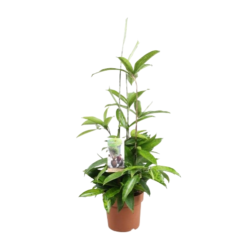 Drachenbaum (Dracaena) Surculosa klein