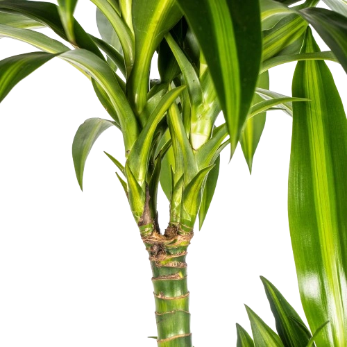 Dracaena Fragrans (Deremensis) "Hawaiian Sunshine" Austriebe