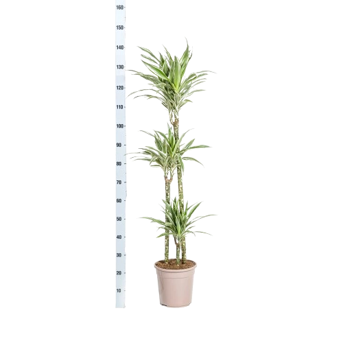 Dracaena Fragrans (Deremensis) "White Stripe"