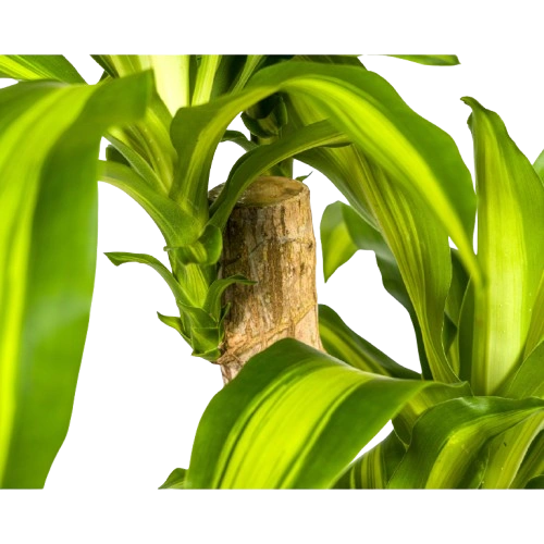Dracaena Fragrans "Massangeana" Austriebe