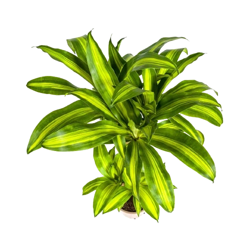 Dracaena Fragrans "Massangeana" von oben