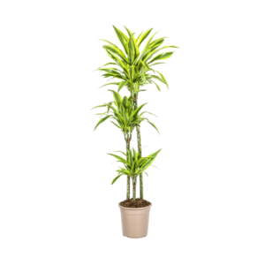 Dracaena Fragrans "Lemon Lime"