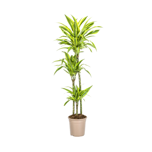 Dracaena Fragrans "Lemon Lime"
