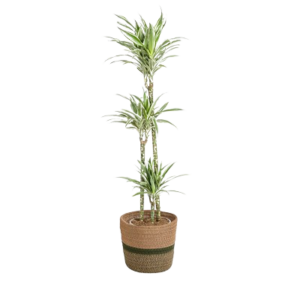 Dracaena Fragrans "White Stripe"