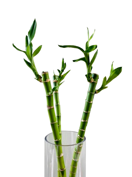 Glücksbambus (Dracaena Sanderiana)